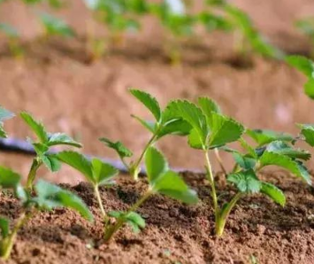 酸性土壤改良培肥方法
