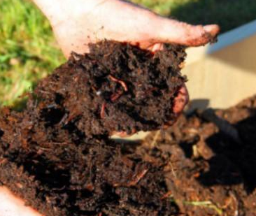 土壤有机质含量及其在肥力上的意义
