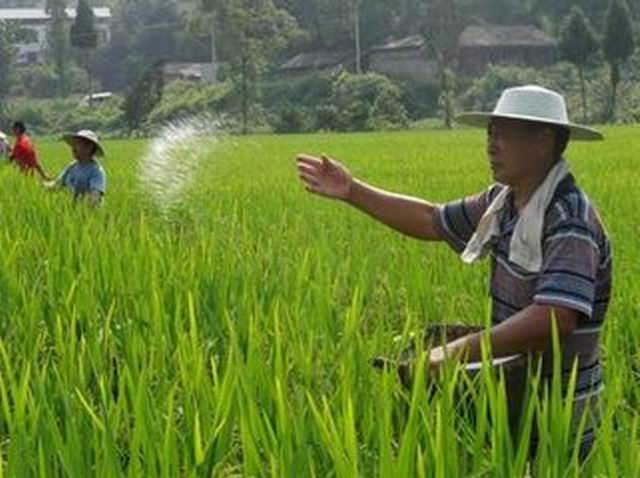 化肥涨价停不下来，农民开骂不解气