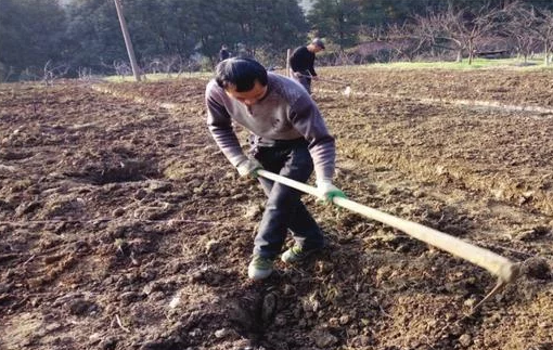 名优李栽培土壤改良与调型