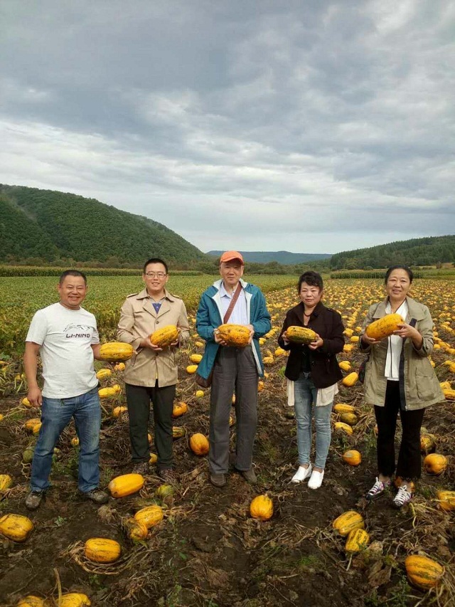 “土狼”土壤调理剂黑龙江籽用南瓜试验田喜获成功