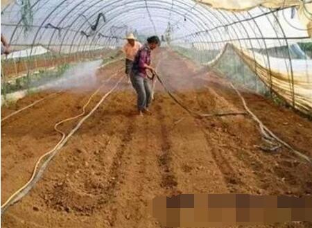 农业种植技术:蔬菜土壤的酸碱度调节