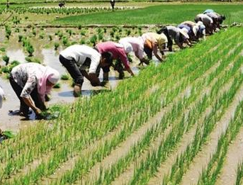 什么是水稻种植中，如何增强土壤的通透性？