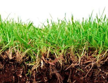 土壤“有机质”高，土壤免疫力就高，作物才能健康成长！