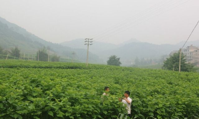 广东这个“中国最美县”火了！政府直供农地项目招商中！首批看地限20人