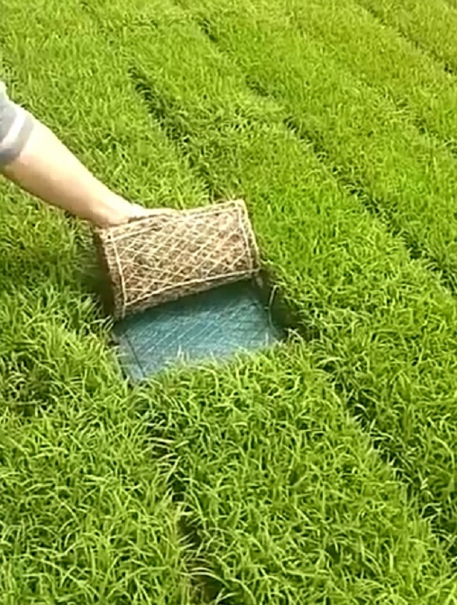 想水稻高产，苗床育苗技术很关键！
