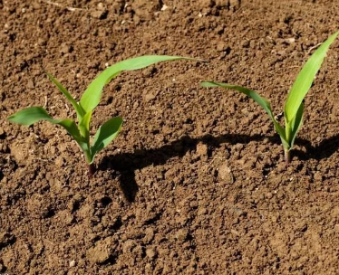 土壤酸碱度对作物生长影响很大，几个判断土壤酸碱性的方法