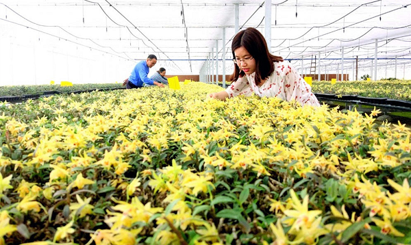 石斛的生产习性及碳氢石斛的用法用量