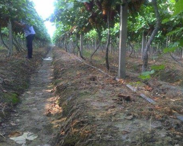 葡萄种植建园前的土壤准备及改良技术