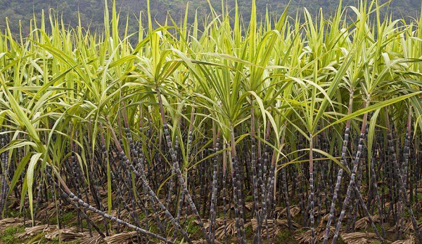 甘蔗的生长习性和碳氢核肥的用法用量