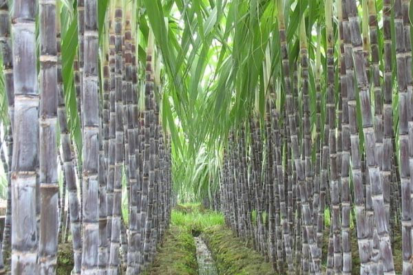 甘蔗的生长习性和碳氢核肥的用法用量