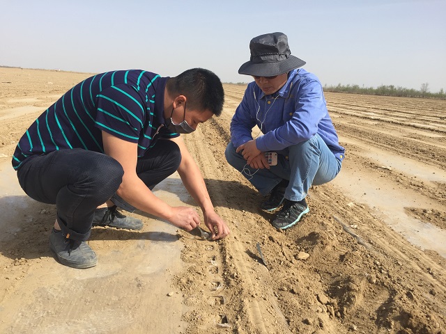 扎根田间地头，成都华宏团队真情助力新疆棉花产业增收 