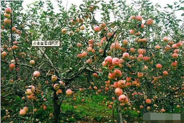 老苹果园栽新苗应怎么处理土壤？做到这几点减轻连作障碍