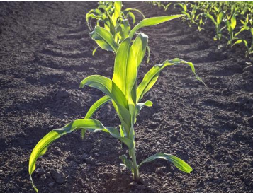 土壤墒情和播种深度之间的关系你知道吗？直接影响玉米产量！