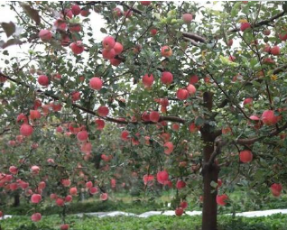 要想苹果园高产高效益，果园的土壤环境需要好好维护