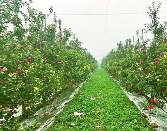 要想苹果园高产高效益，果园的土壤环境需要好好维护