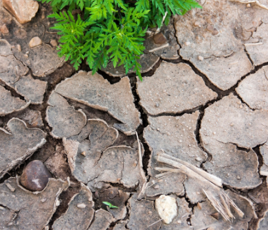 土壤结构受到破坏，我们的土壤不再“健康”