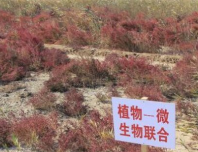 山东今年这项科技进步奖挺厉害:用微生物"清洗"土壤