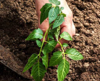 土壤肥料在农业可持续发展中的地位和作用