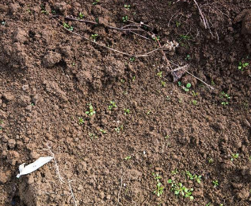 土壤贫瘠怎么改善和提高土壤肥力