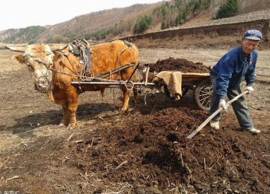 “土地是农民的根”土壤恶化严重，农家肥改善土质！如何算发酵好
