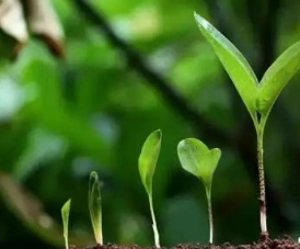 恢复土壤环境微生物菌剂是如何做到的呢
