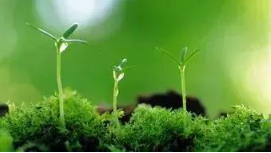 恢复土壤环境微生物菌剂是如何做到的呢