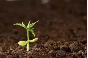 恢复土壤环境微生物菌剂是如何做到的呢
