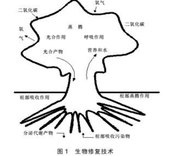 污染土壤修复技术的探讨