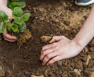 老棚室土壤一般存在三个土壤问题您知道吗