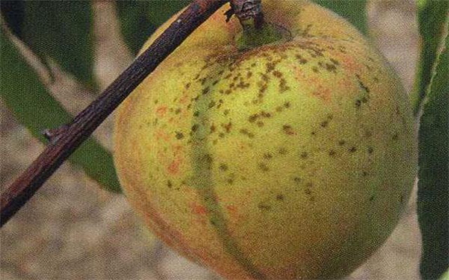 “斑点”桃不仅颜值不高，还会引起身体不适，该如何防治？