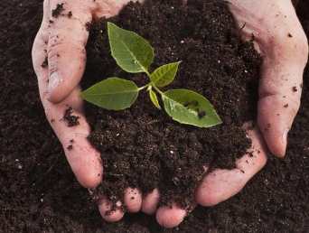 增加土壤有机质妙方:增加有机肥、秸秆还田、种植绿肥作物!