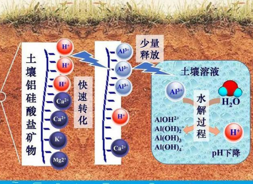 土壤酸化的几个冷知识！铵态氮肥会引起土壤酸化？