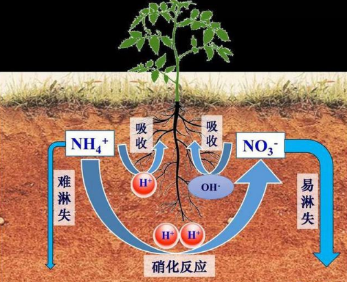 土壤酸化的几个冷知识！铵态氮肥会引起土壤酸化？