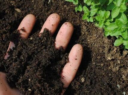 要想肥效好，土壤酸碱很重要！学会这些方法，一眼辨别土壤酸碱度