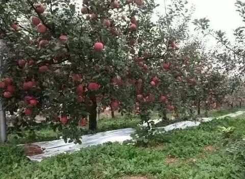 土壤湿度很关键，在果园咋测量？