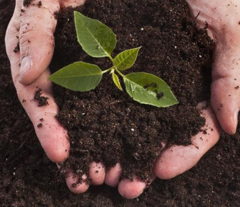 土壤酸碱度与肥料效果有关系吗？
