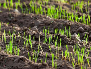 你是否知道，腐植酸是如何改良土壤的？