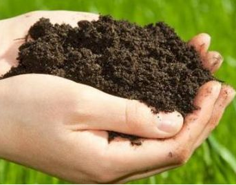 土壤共生微生物在调控根部半寄生植物与寄主互作关系中作用重大