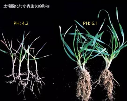 土壤酸化的“罪魁祸首”竟然是它！