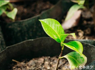 生石灰还有如此功效？解决土壤酸化、防治土传病害！