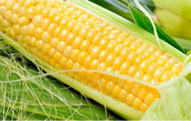 东北地区玉米产量大幅降低，究竟为何？
