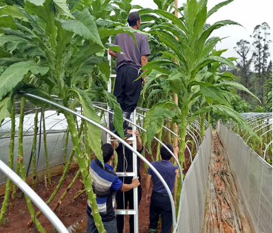 GPIT技术加速土壤自修复良循环