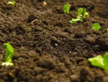 有机肥对土壤的5大作用，施用有机肥对土壤有哪些好处呢？