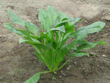 改善土壤让蔬菜根系有活力！如何提高土壤的透气性呢？培育健壮的根系是蔬菜提高抗逆性，获得增产的必要手段