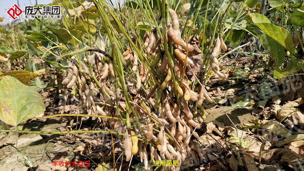 施用庞大菌肥，大豆喜获丰收