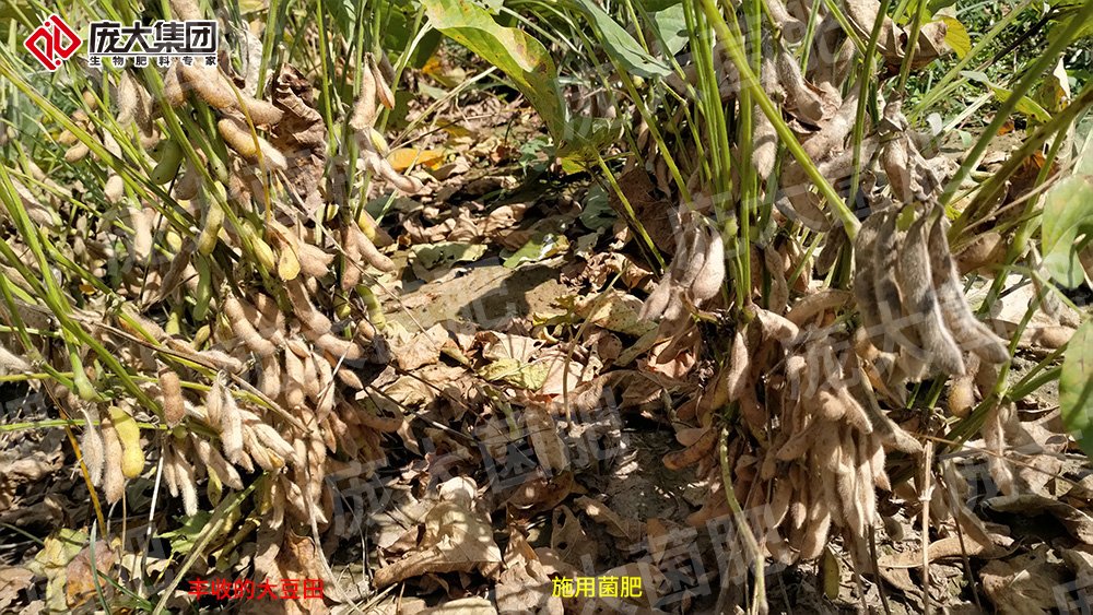 施用庞大菌肥，大豆喜获丰收