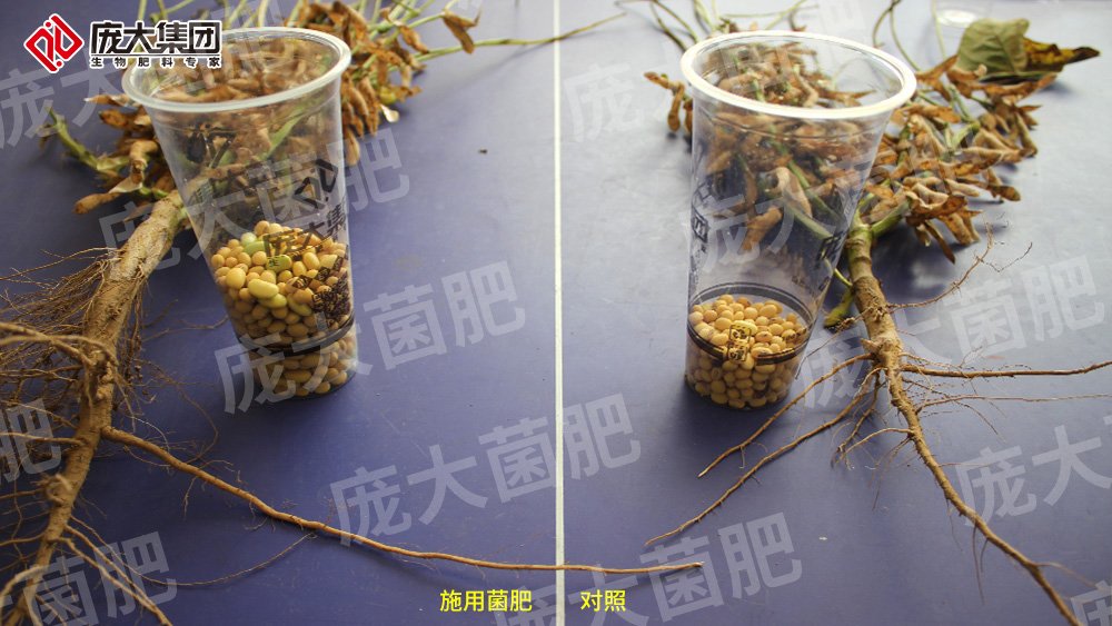 施用庞大菌肥，大豆喜获丰收