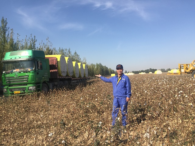 棉花亩产突破550公斤  新疆双德科技新技术开创棉花种植新局面
