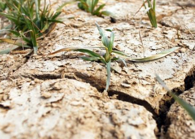 土壤盐渍化的危害有多大？这5点治理措施，能否改良土壤？